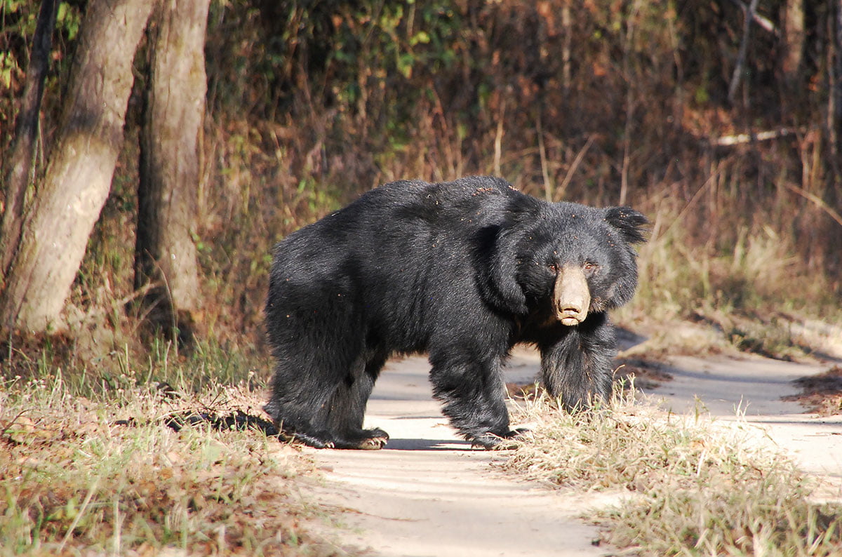 Sloth-Bear