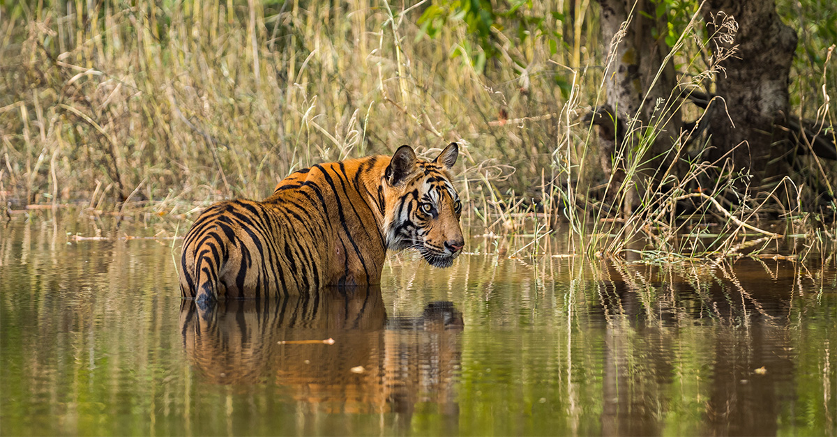 On a tiger safari in India’s conservation success story, Bandhavgarh National Park