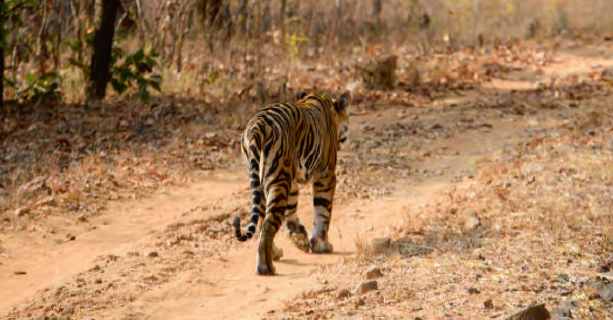 FIFTY YEARS AGO, INDIA’S BENGAL TIGERS WERE ON THE BRINK OF EXTINCTION. NOW THE POPULATION IS THRIVING THANKS TO THE SANKHALAS, A THREE-GENERATION CONSERVATION DYNASTY.